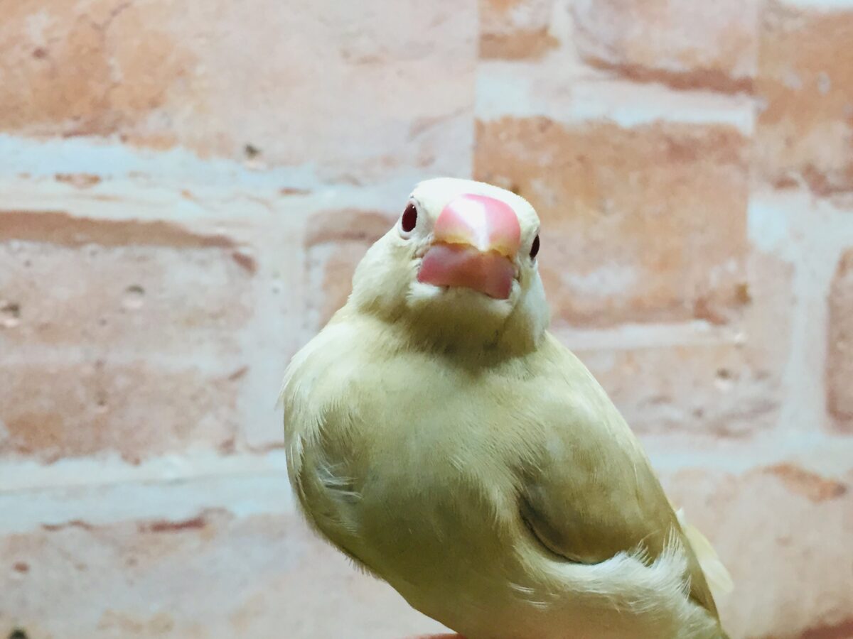 ミルクティーちゃんがやってきましたー(*´ω`*)💛💛 シナモン文鳥 シナモン文鳥