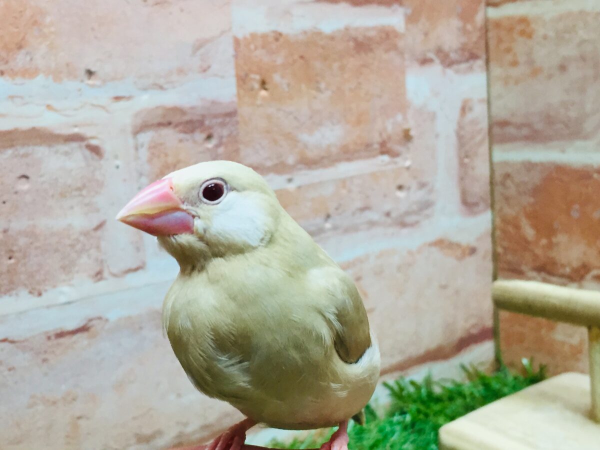 ミルクティーちゃんがやってきましたー(*´ω`*)💛💛 シナモン文鳥 シナモン文鳥