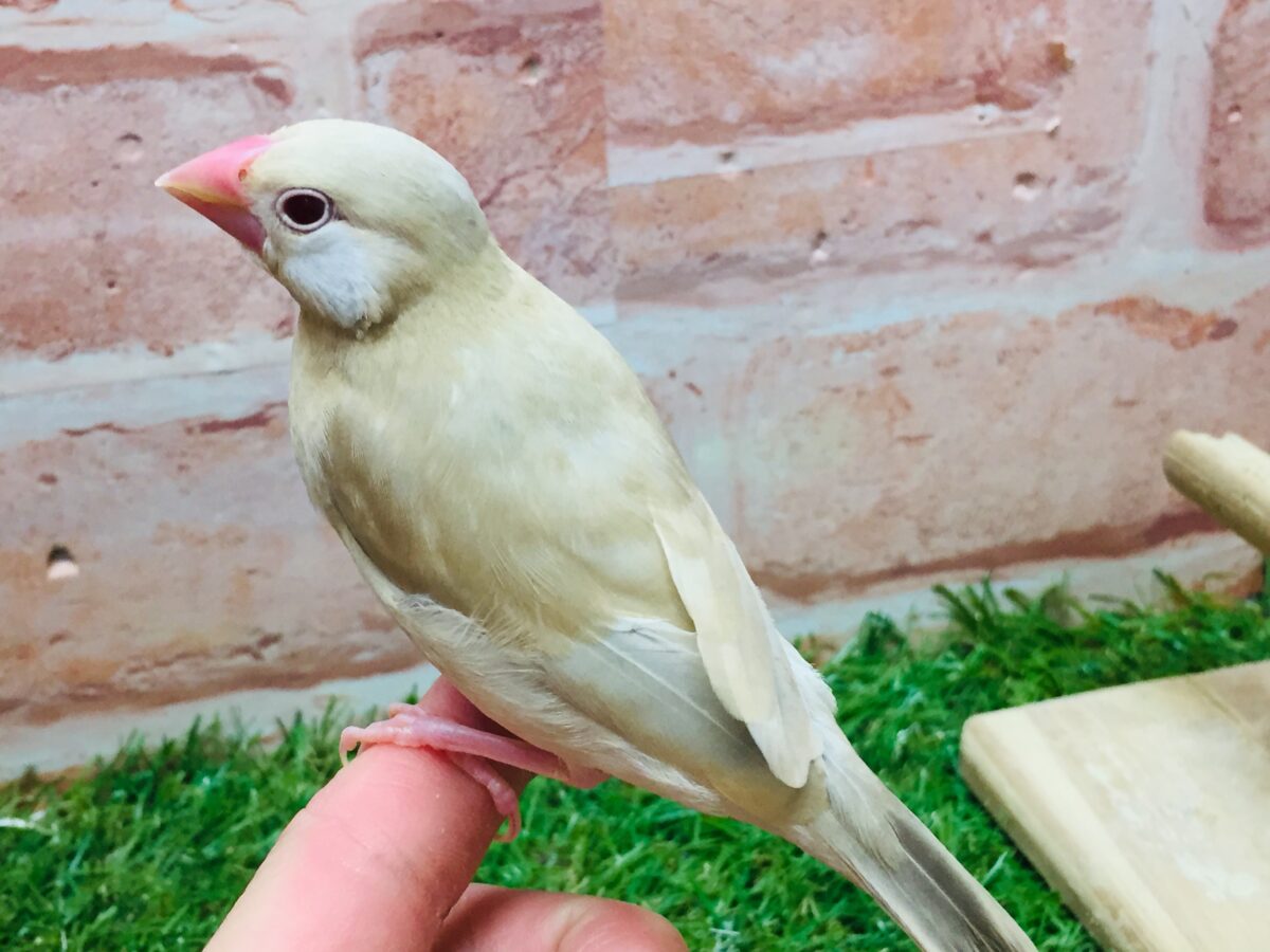 ミルクティーちゃんがやってきましたー(*´ω`*)💛💛 シナモン文鳥 シナモン文鳥