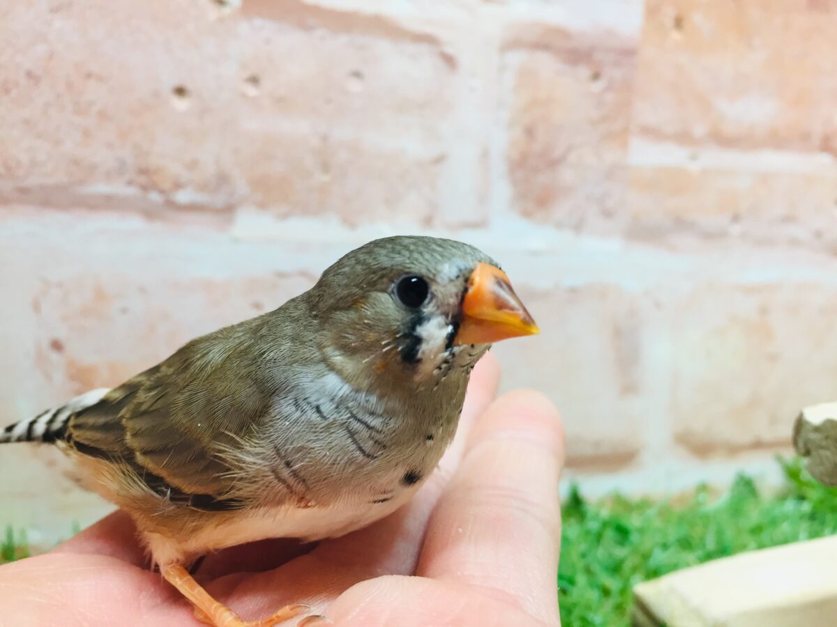 ミニミニ怪獣ちゃん再来🔥🔥🔥 キンカチョウ(ノーマル) 錦花鳥(キンカチョウ)