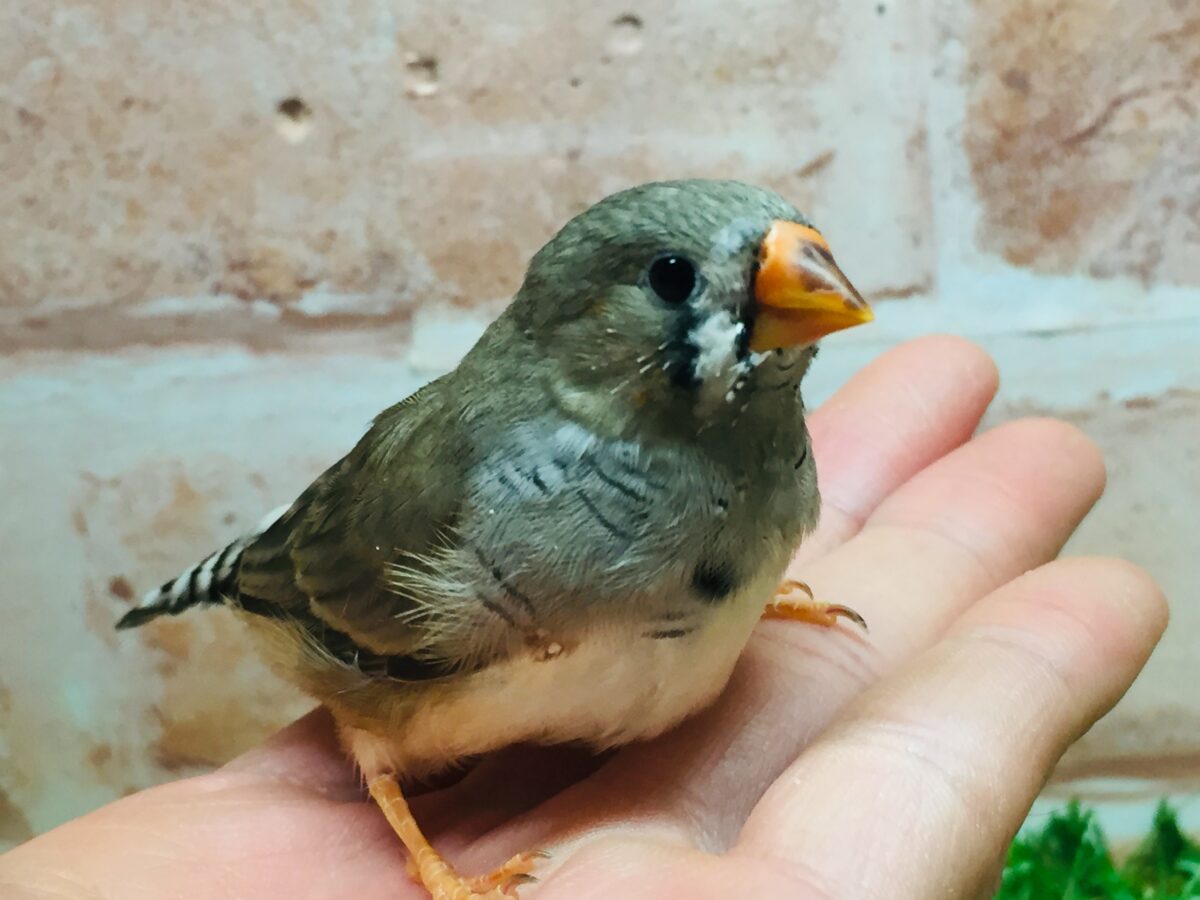 ミニミニ怪獣ちゃん再来🔥🔥🔥 キンカチョウ(ノーマル) 錦花鳥(キンカチョウ)