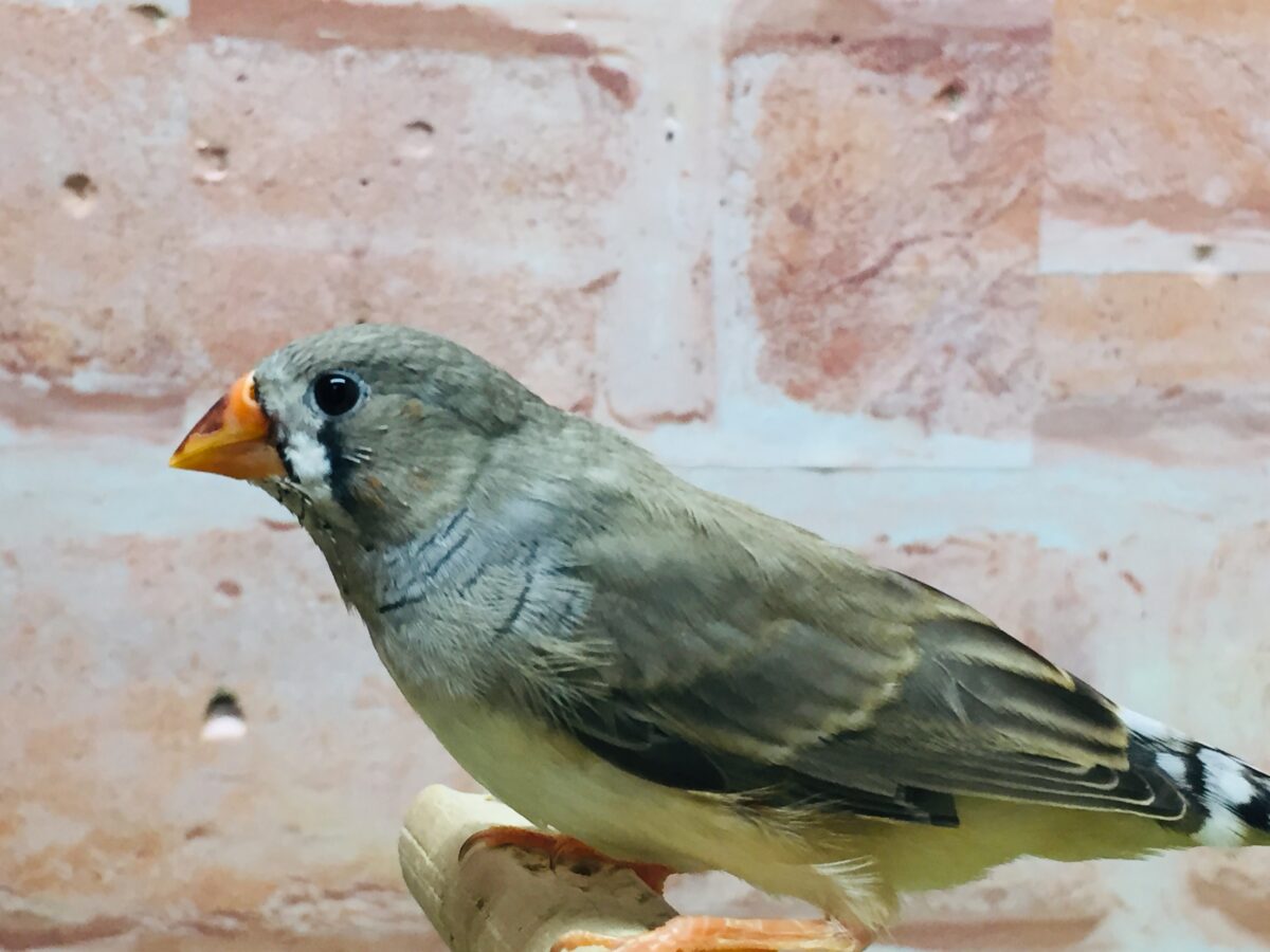 ミニミニ怪獣ちゃん再来🔥🔥🔥 キンカチョウ(ノーマル) 錦花鳥(キンカチョウ)