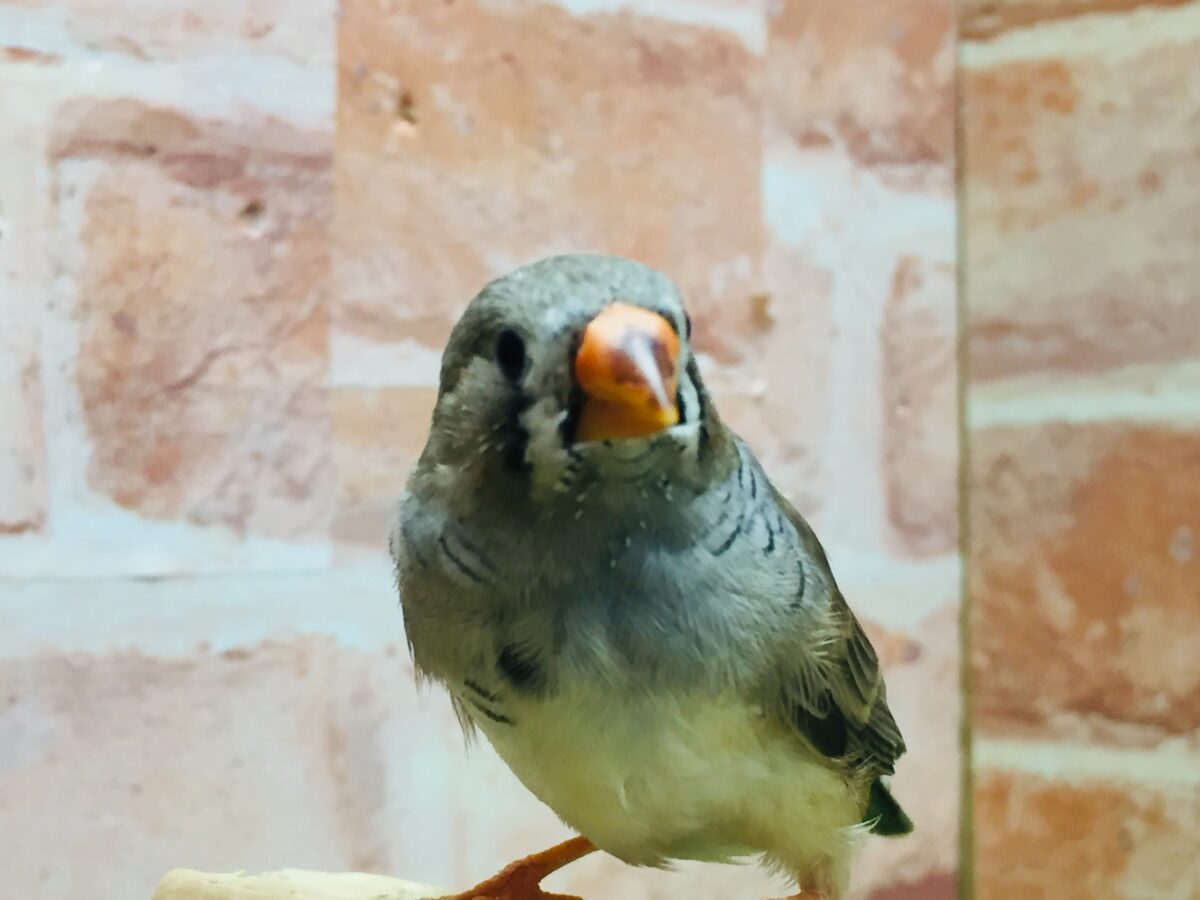 ミニミニ怪獣ちゃん再来🔥🔥🔥 キンカチョウ(ノーマル) 錦花鳥(キンカチョウ)