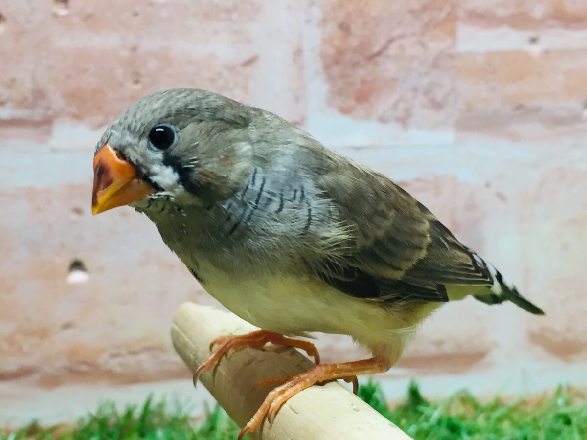 ミニミニ怪獣ちゃん再来🔥🔥🔥 キンカチョウ(ノーマル) 錦花鳥(キンカチョウ)