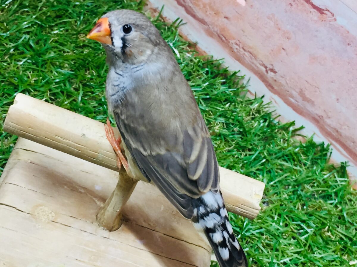 ミニミニ怪獣ちゃん再来🔥🔥🔥 キンカチョウ(ノーマル) 錦花鳥(キンカチョウ)