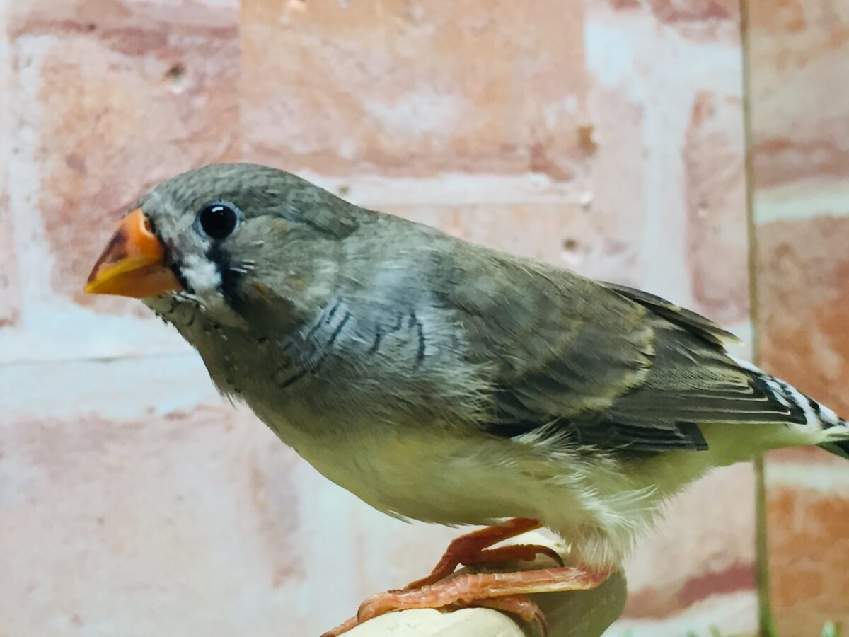 ミニミニ怪獣ちゃん再来🔥🔥🔥 キンカチョウ(ノーマル) 錦花鳥(キンカチョウ)