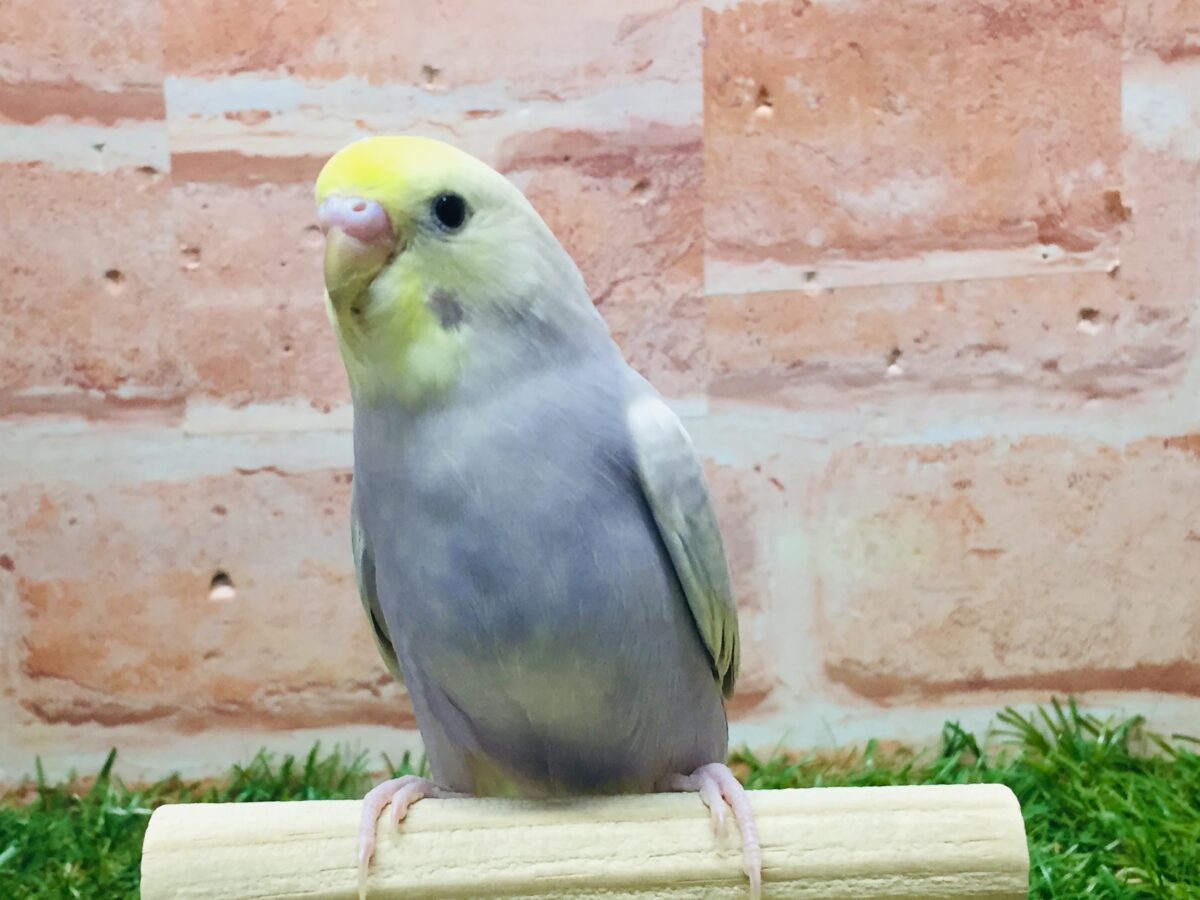 久々入舎✨✨ライラックカラーのセキセイちゃんがやってきましたよ~🌟🌟(イエローフェイス) セキセイインコ