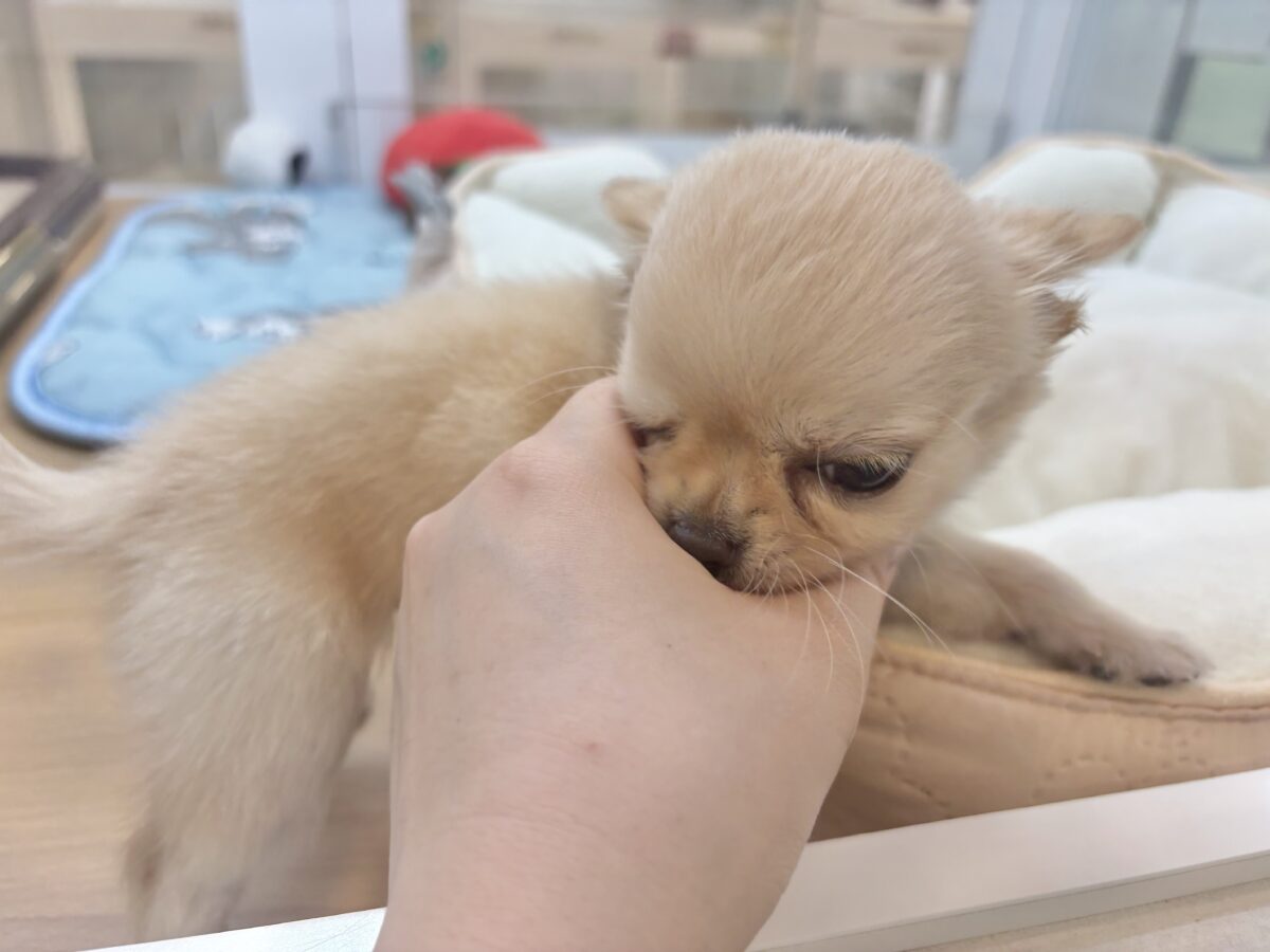 可愛いと全世界に叫びたいっ♥チワワくん! チワワ