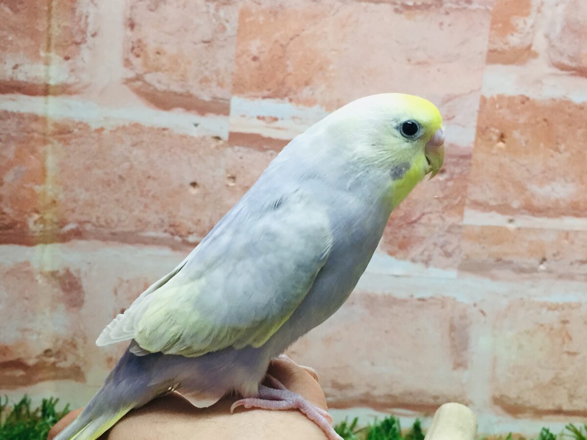 久々入舎✨✨ライラックカラーのセキセイちゃんがやってきましたよ~🌟🌟(イエローフェイス) セキセイインコ