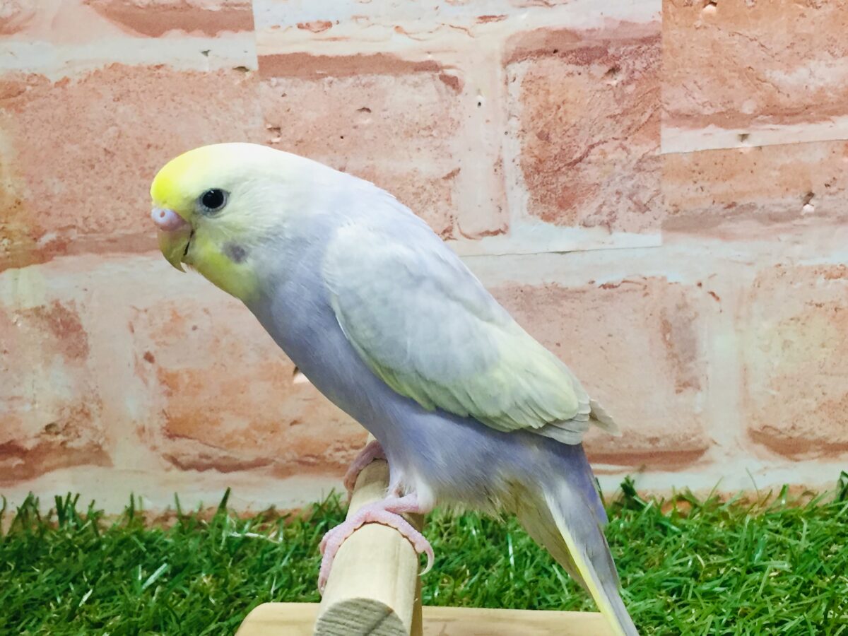 久々入舎✨✨ライラックカラーのセキセイちゃんがやってきましたよ~🌟🌟(イエローフェイス) セキセイインコ