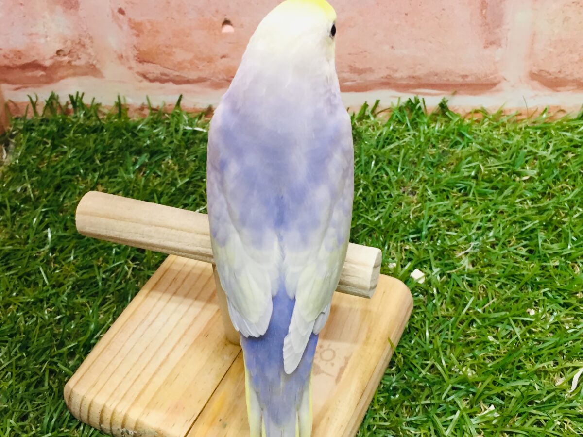 久々入舎✨✨ライラックカラーのセキセイちゃんがやってきましたよ~🌟🌟(イエローフェイス) セキセイインコ