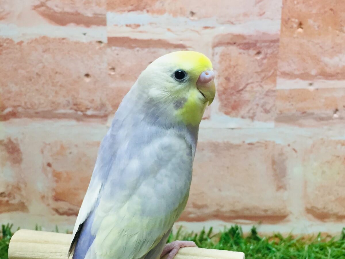 久々入舎✨✨ライラックカラーのセキセイちゃんがやってきましたよ~🌟🌟(イエローフェイス) セキセイインコ