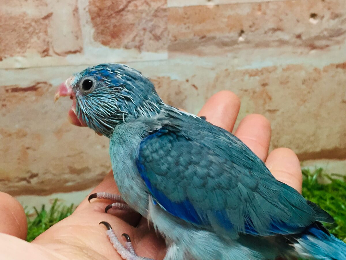 マメちゃんがやってきましたよー(*’▽’)💙💙💙 マメルリハ(ブルー)男のコ マメルリハ