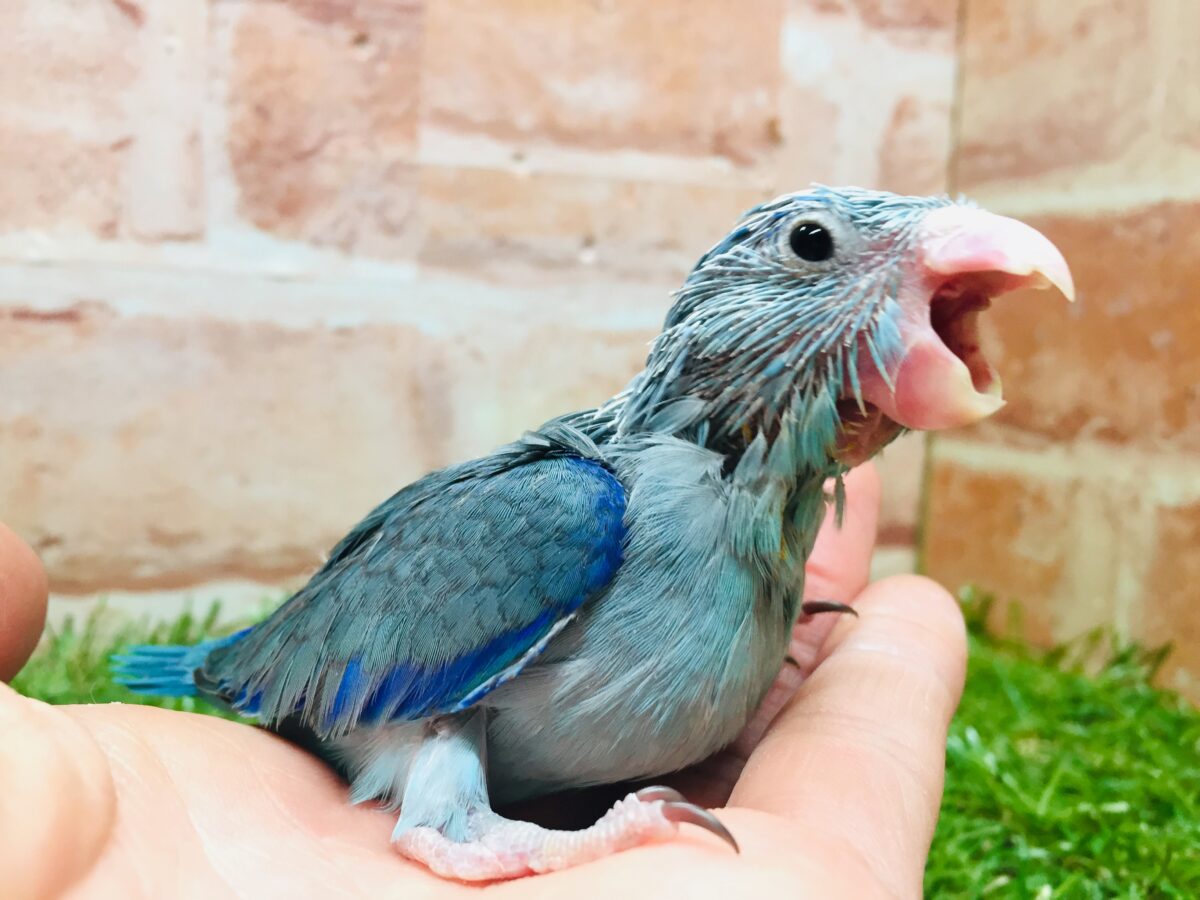 マメちゃんがやってきましたよー(*’▽’)💙💙💙 マメルリハ(ブルー)男のコ マメルリハ