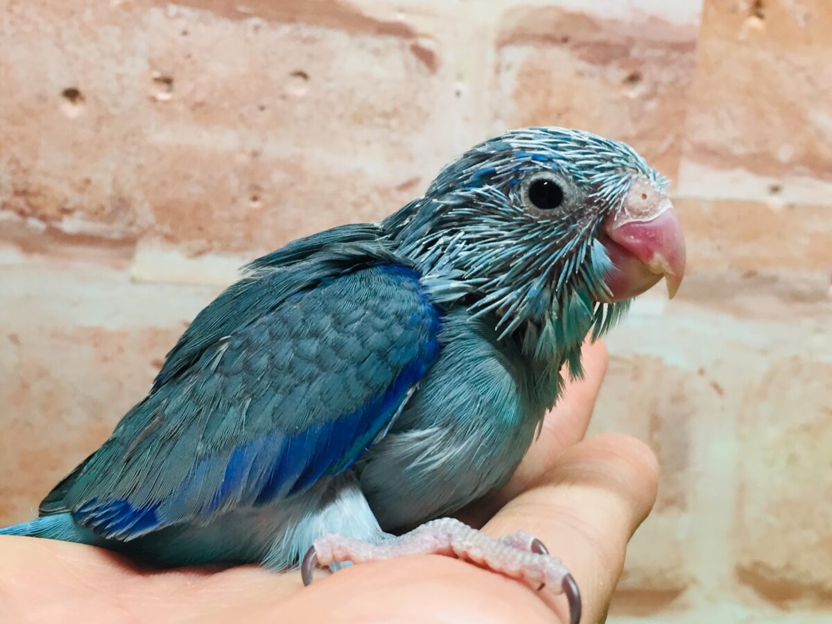 マメちゃんがやってきましたよー(*’▽’)💙💙💙 マメルリハ(ブルー)男のコ マメルリハ