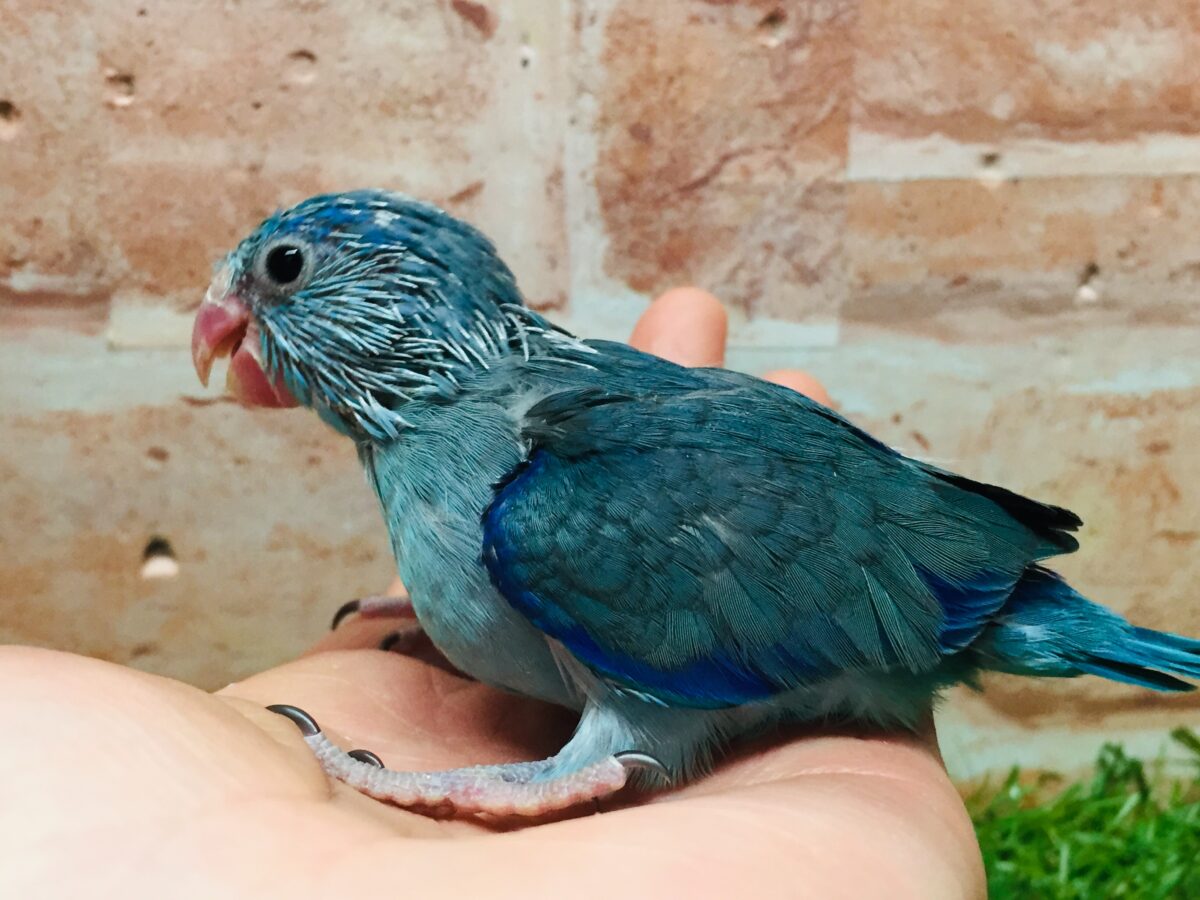 マメちゃんがやってきましたよー(*’▽’)💙💙💙 マメルリハ(ブルー)男のコ マメルリハ