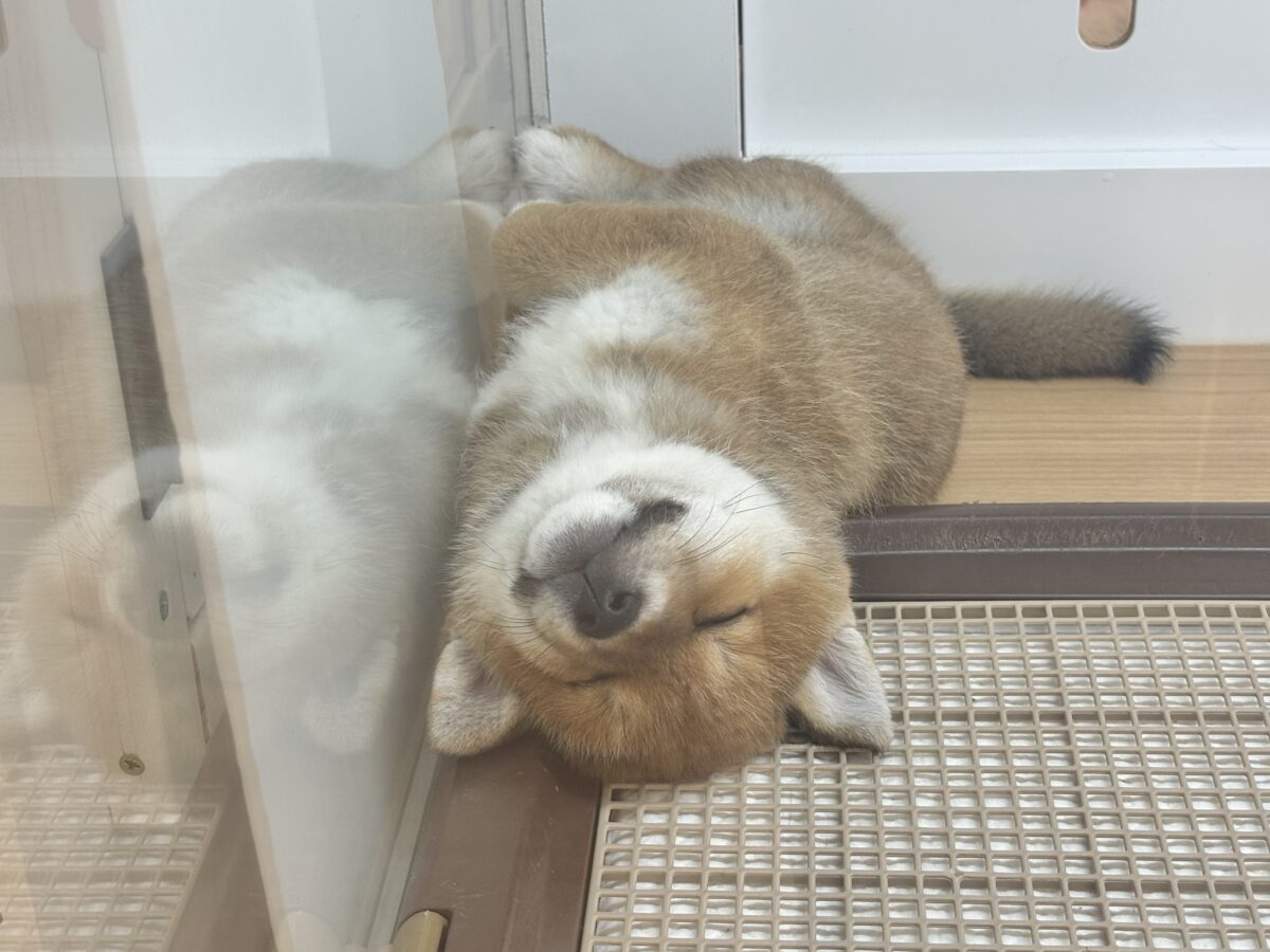 柴犬