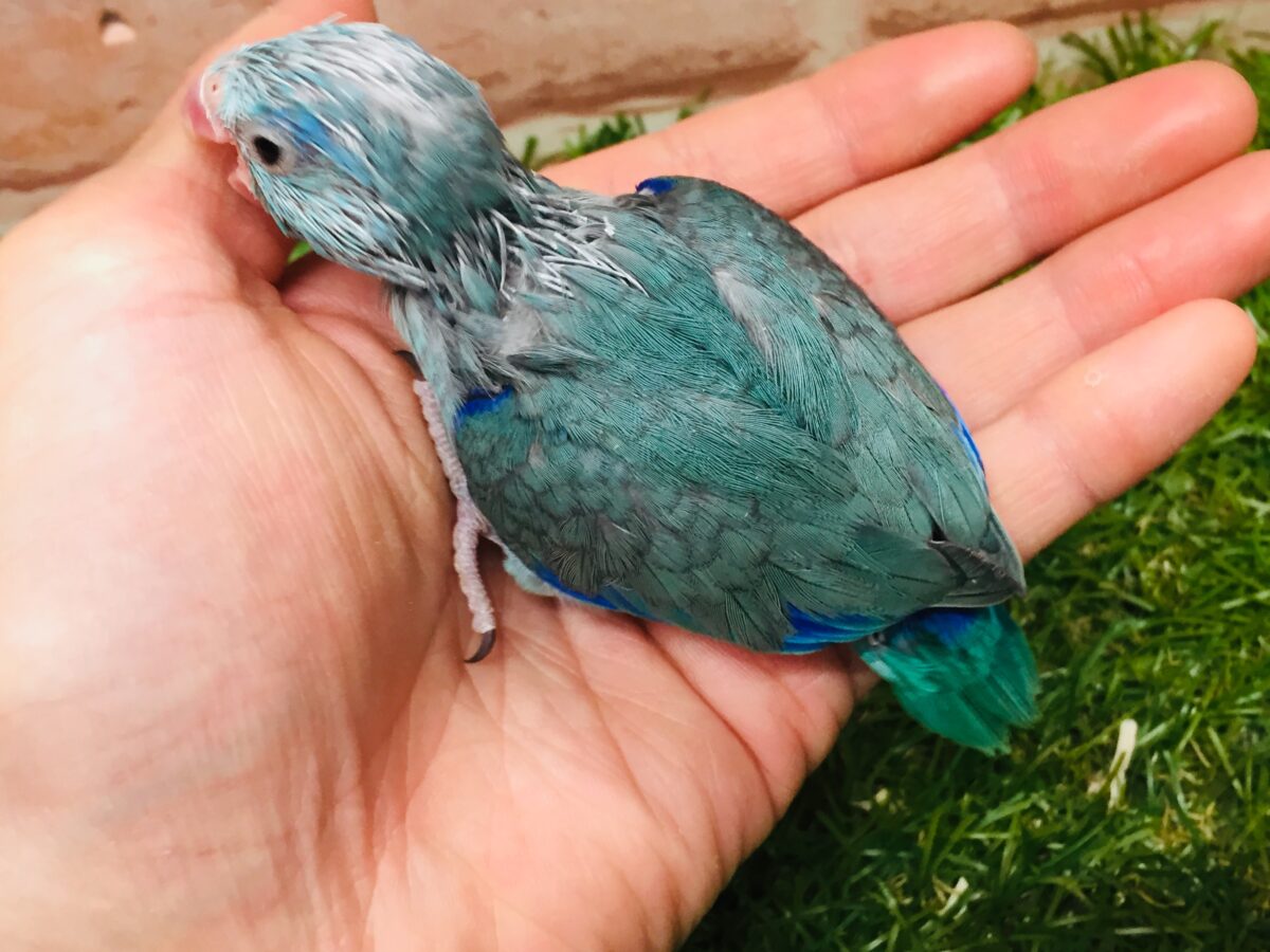 マメちゃんがやってきましたよー(*’▽’)💙💙💙 マメルリハ(ブルー)男のコ マメルリハ