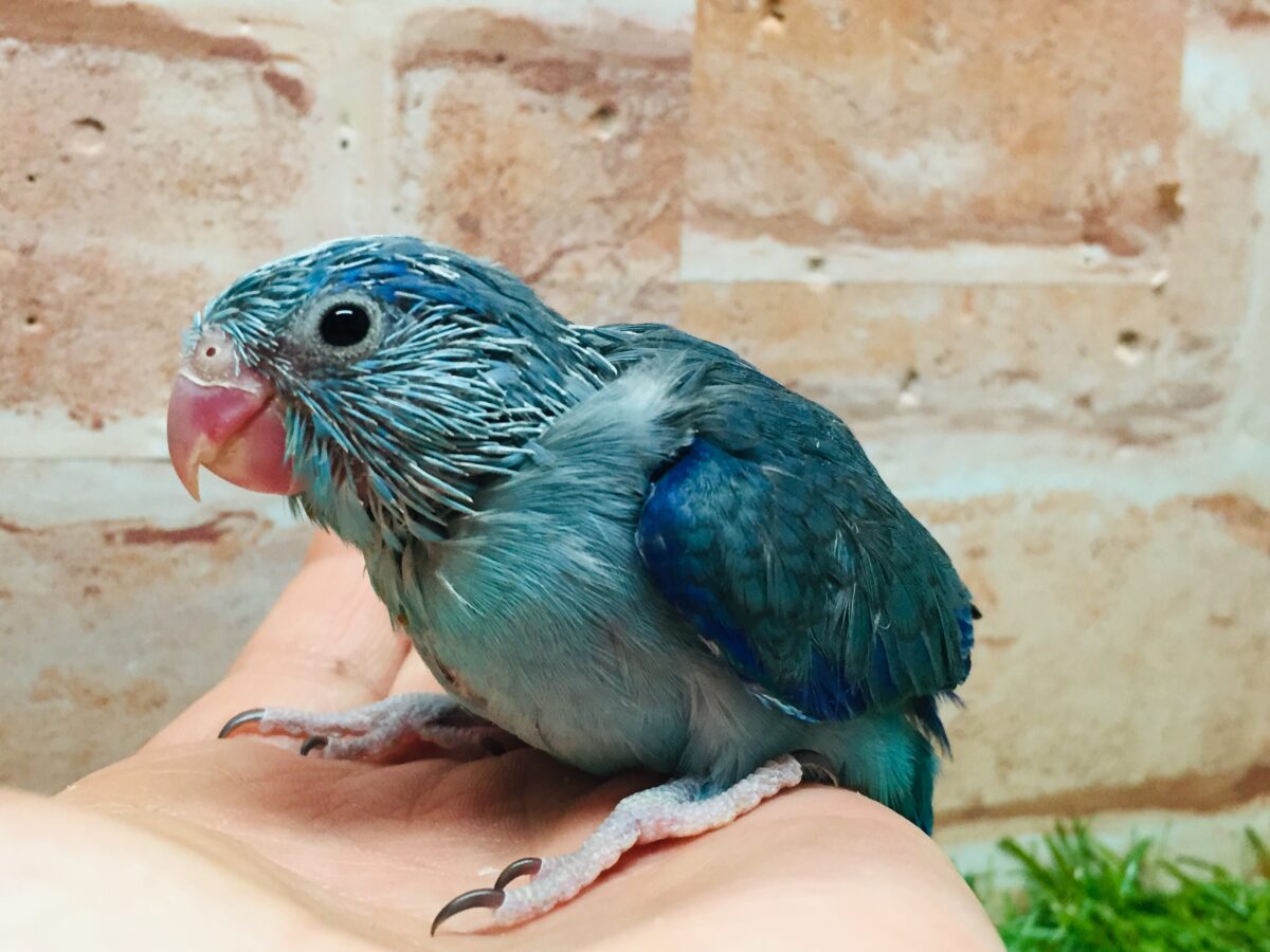 マメちゃんがやってきましたよー(*’▽’)💙💙💙 マメルリハ(ブルー)男のコ マメルリハ