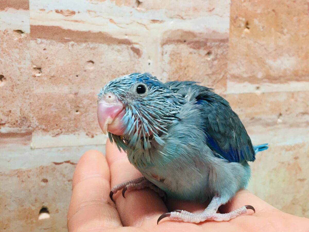 マメちゃんがやってきましたよー(*’▽’)💙💙💙 マメルリハ(ブルー)男のコ マメルリハ