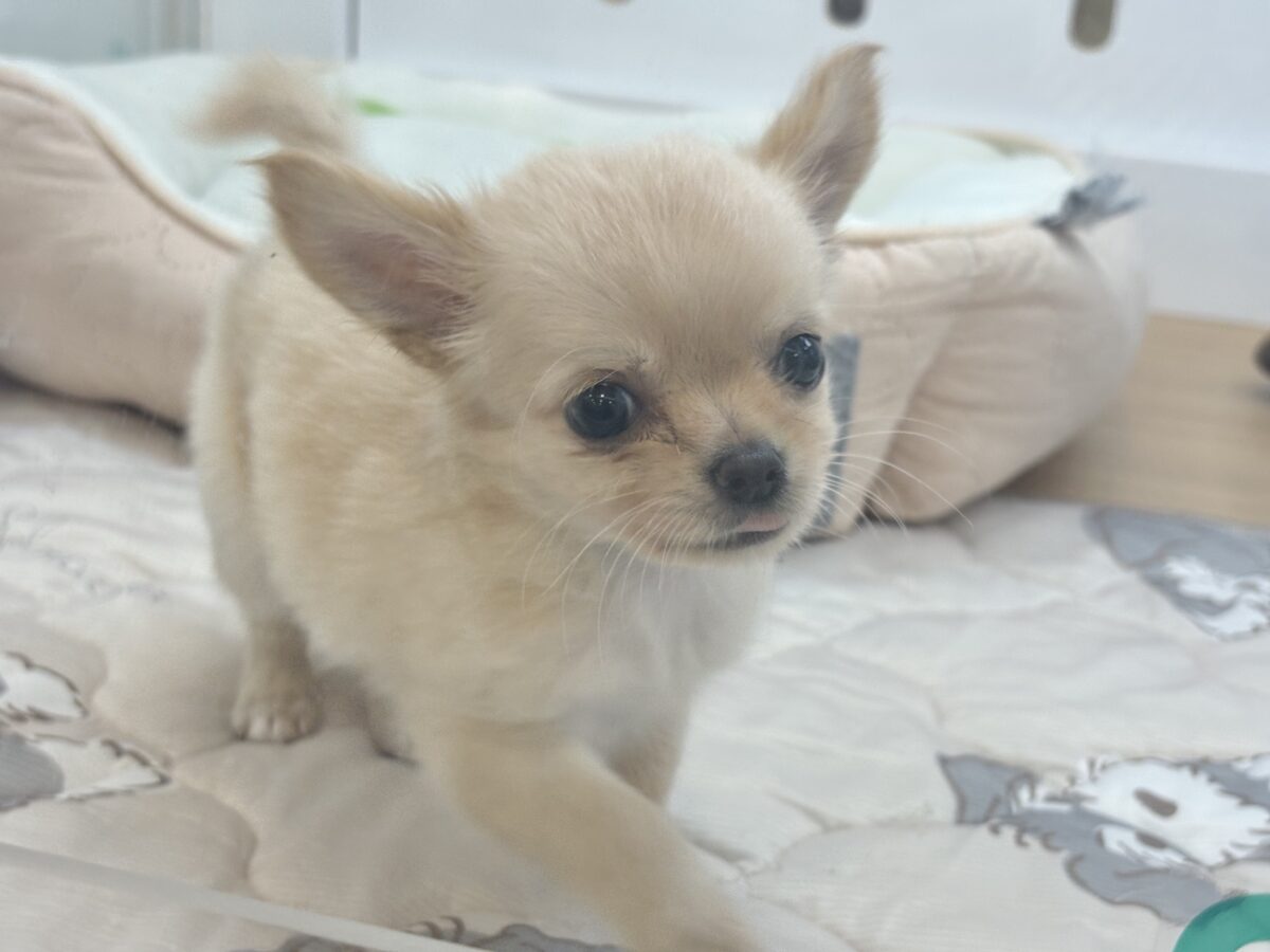 可愛いと全世界に叫びたいっ♥チワワくん! チワワ