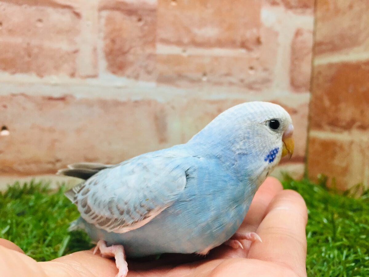 スパングルカラーのセキセイちゃんがやってきましたよ~💙💙💙 セキセイインコ セキセイインコ