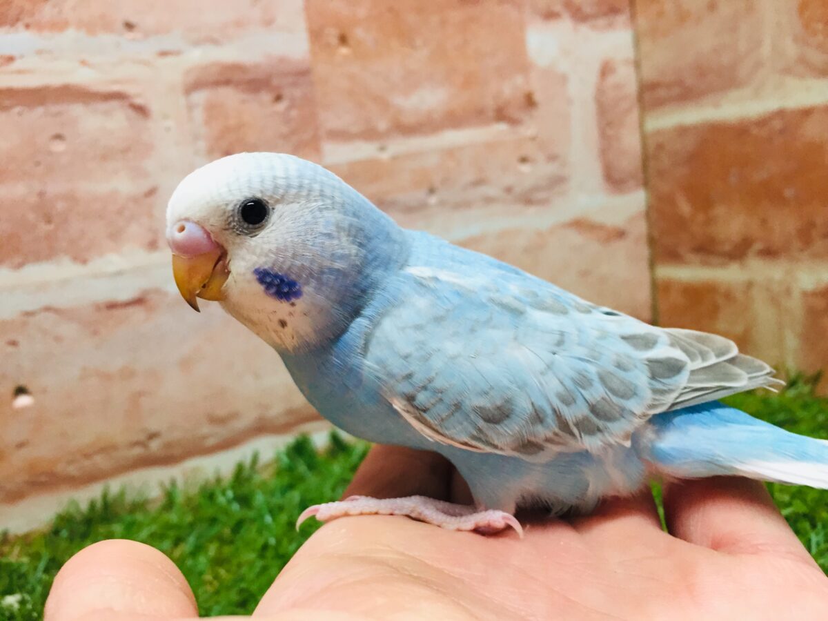 スパングルカラーのセキセイちゃんがやってきましたよ~💙💙💙 セキセイインコ セキセイインコ