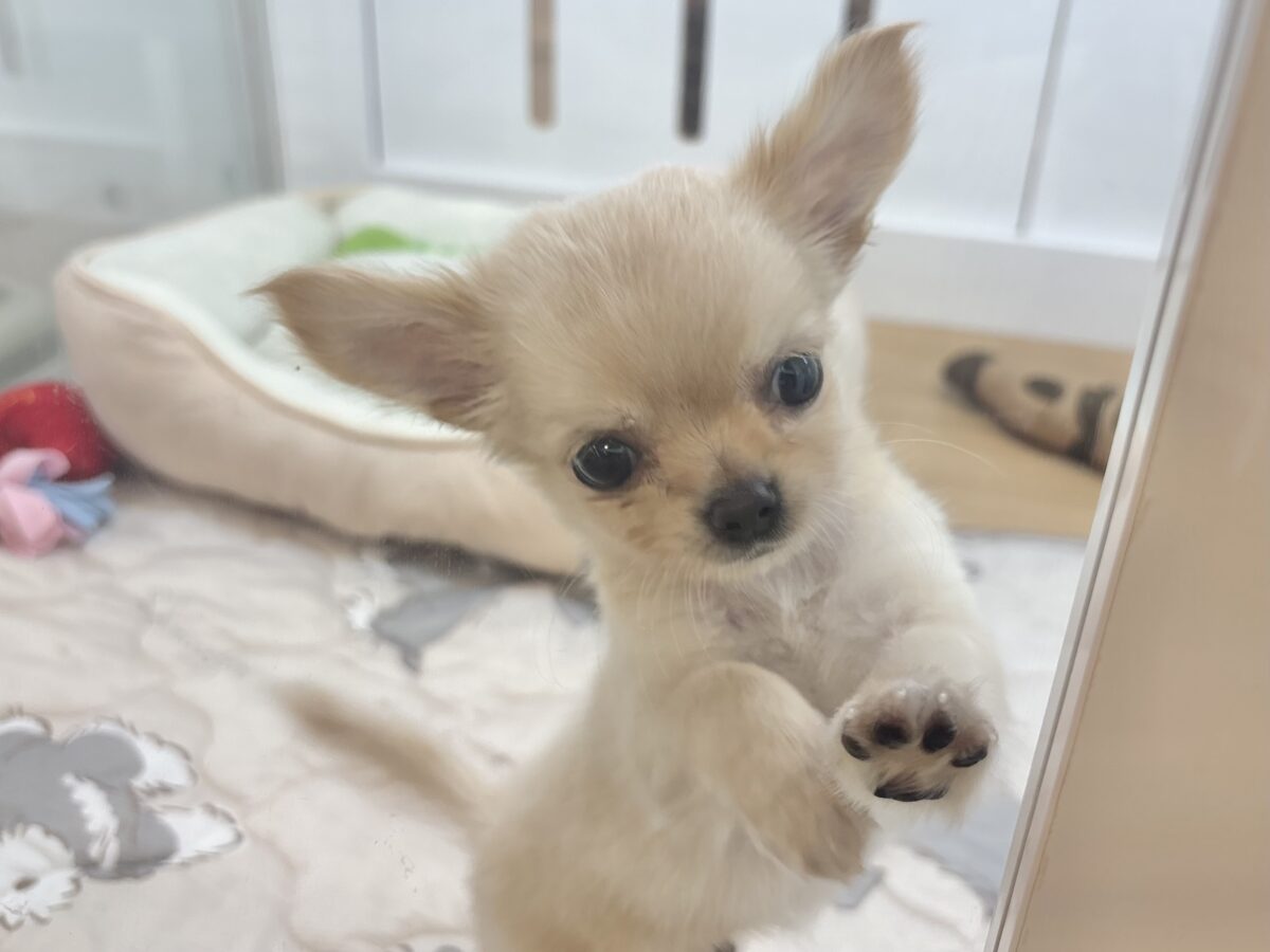 可愛いと全世界に叫びたいっ♥チワワくん! チワワ