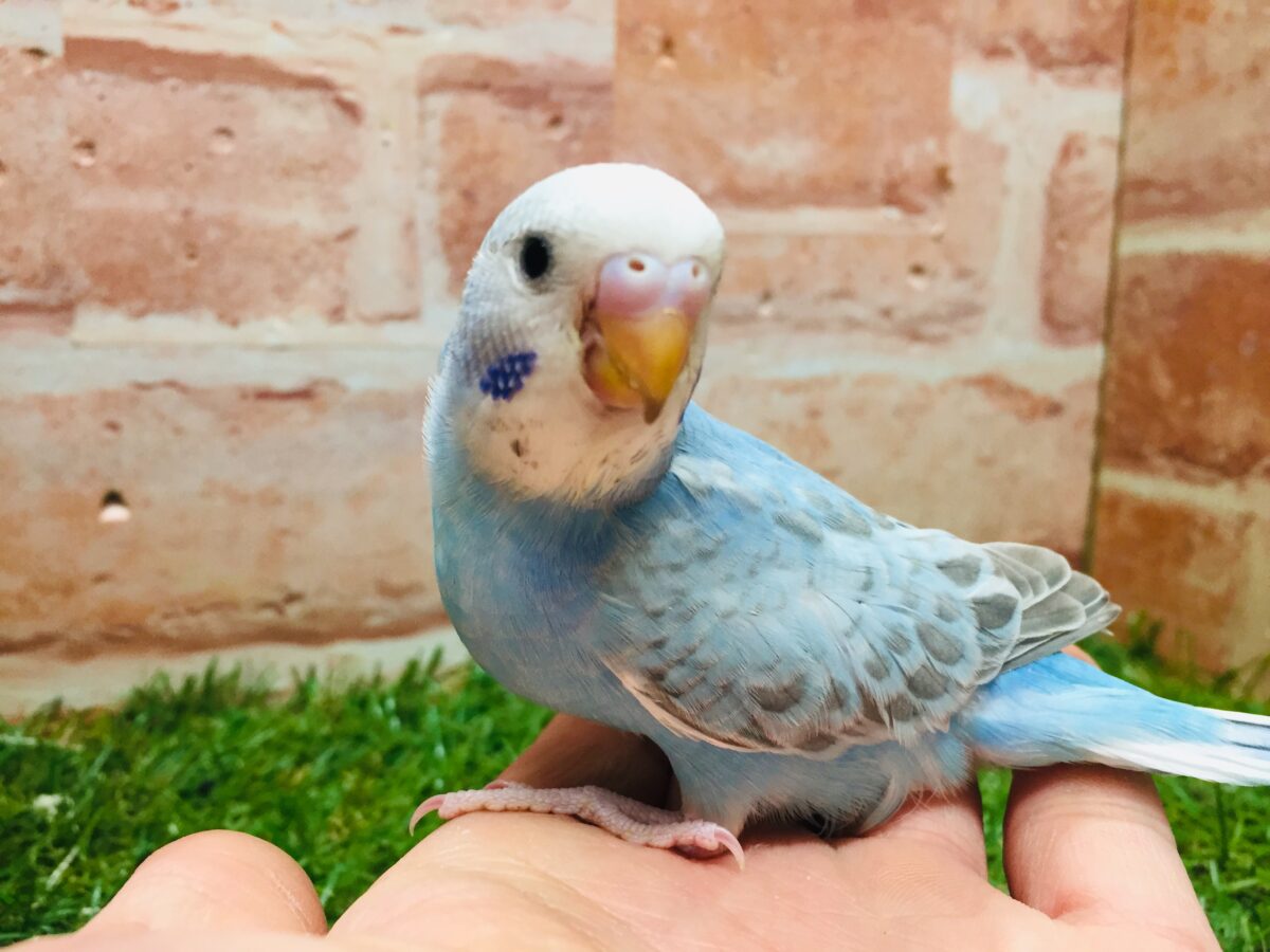 スパングルカラーのセキセイちゃんがやってきましたよ~💙💙💙 セキセイインコ セキセイインコ