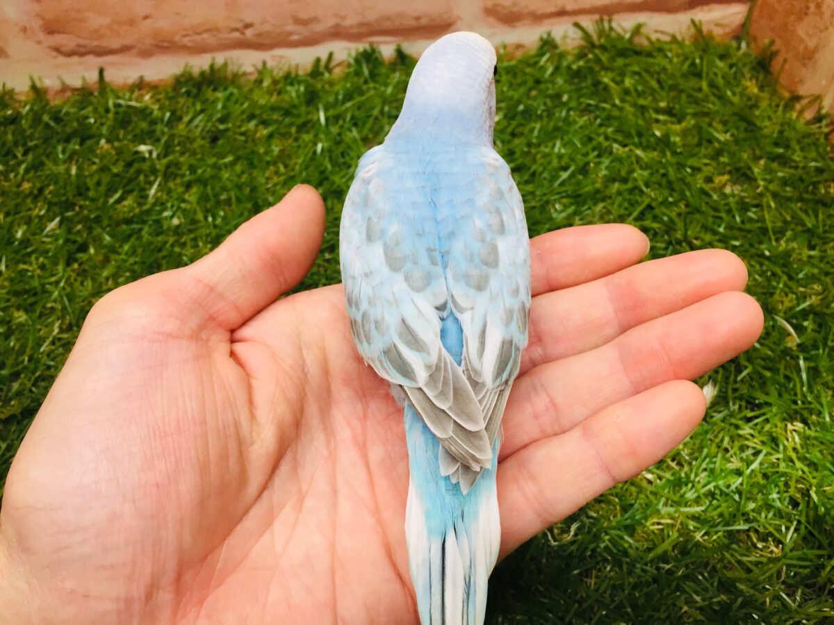 スパングルカラーのセキセイちゃんがやってきましたよ~💙💙💙 セキセイインコ セキセイインコ