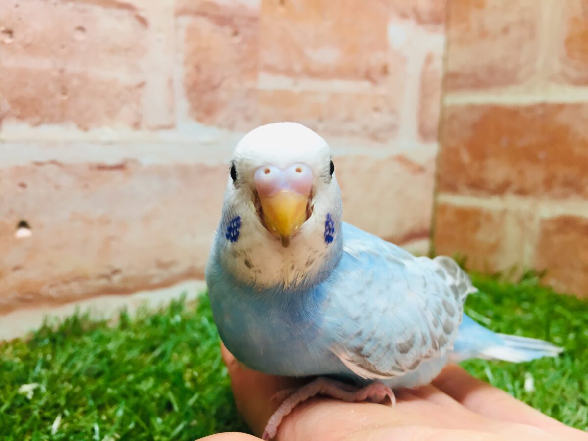 スパングルカラーのセキセイちゃんがやってきましたよ~💙💙💙 セキセイインコ セキセイインコ
