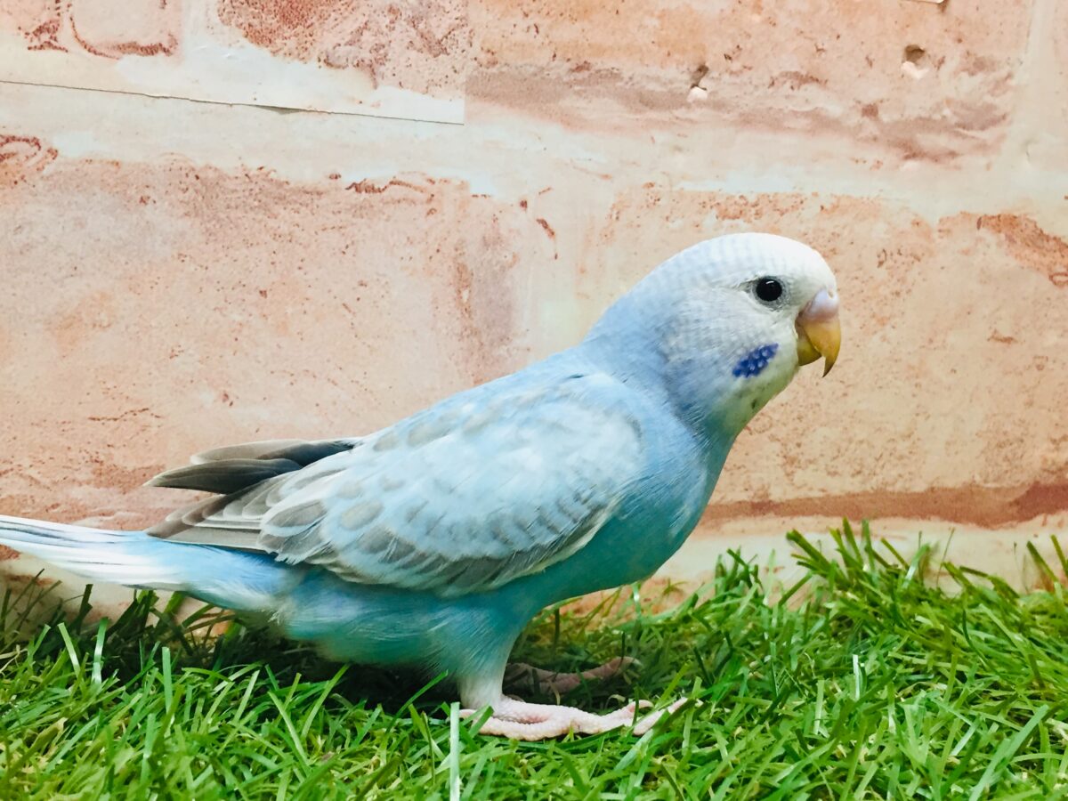 スパングルカラーのセキセイちゃんがやってきましたよ~💙💙💙 セキセイインコ セキセイインコ