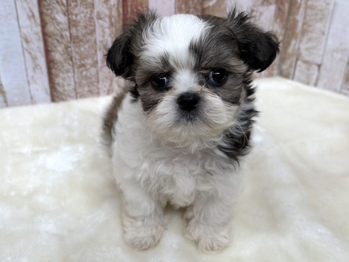 マルシーズ♡♡MIX犬(マルチーズ×シーズー)2026年3月13日生まれ 男の子 マルシーズ