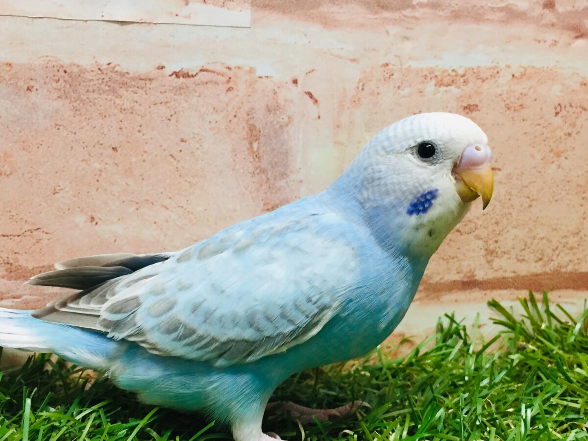 スパングルカラーのセキセイちゃんがやってきましたよ~💙💙💙 セキセイインコ セキセイインコ