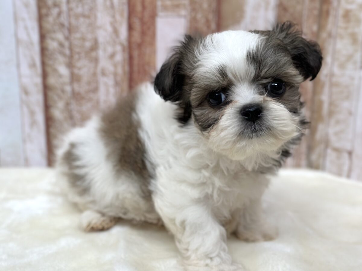 マルシーズ♡♡MIX犬(マルチーズ×シーズー)2026年3月13日生まれ 男の子 マルシーズ