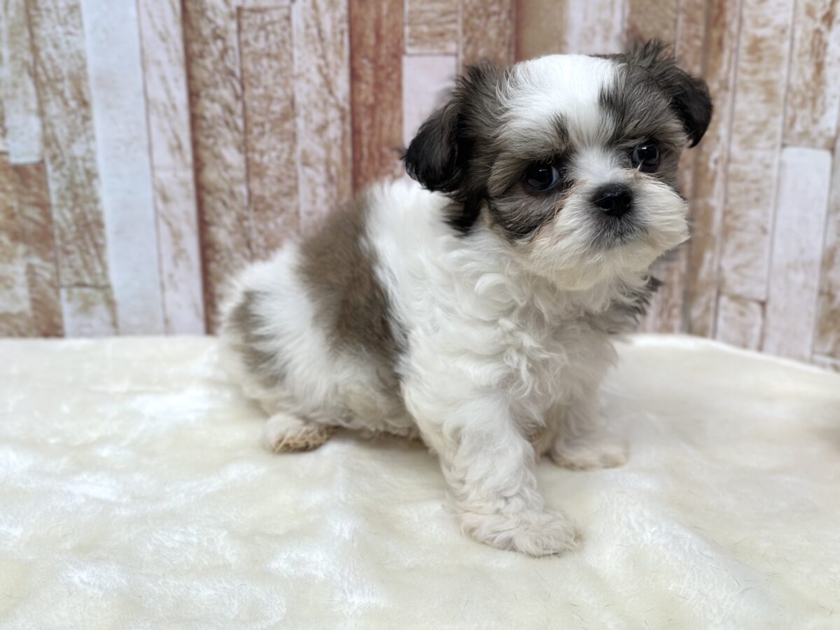 マルシーズ♡♡MIX犬(マルチーズ×シーズー)2026年3月13日生まれ 男の子 マルシーズ