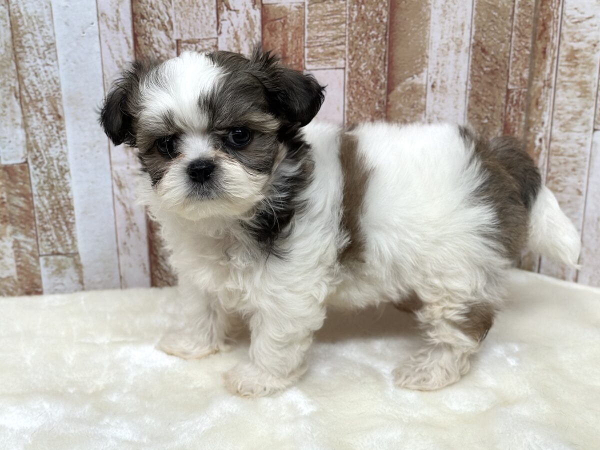マルシーズ♡♡MIX犬(マルチーズ×シーズー)2026年3月13日生まれ 男の子 マルシーズ