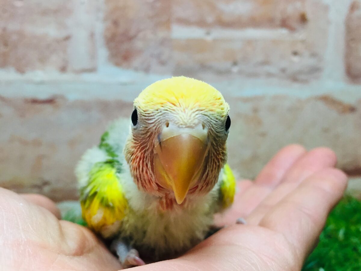タイガーチェリーカラーのコザクラインコさんがやってきましたよ~(∩´∀`)∩💚💛💚💛 コザクラインコ(小桜インコ)