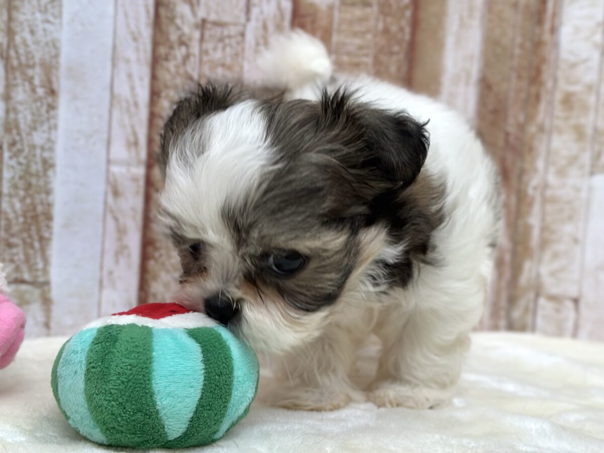 マルシーズ♡♡MIX犬(マルチーズ×シーズー)2026年3月13日生まれ 男の子 マルシーズ