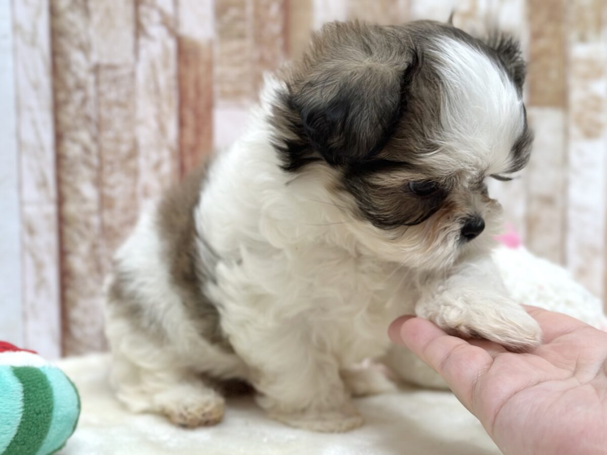 マルシーズ♡♡MIX犬(マルチーズ×シーズー)2026年3月13日生まれ 男の子 マルシーズ