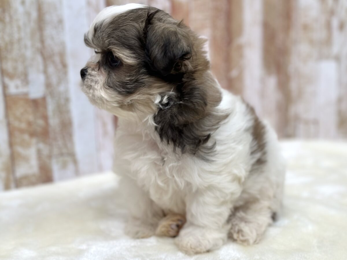 マルシーズ♡♡MIX犬(マルチーズ×シーズー)2026年3月13日生まれ 男の子 マルシーズ
