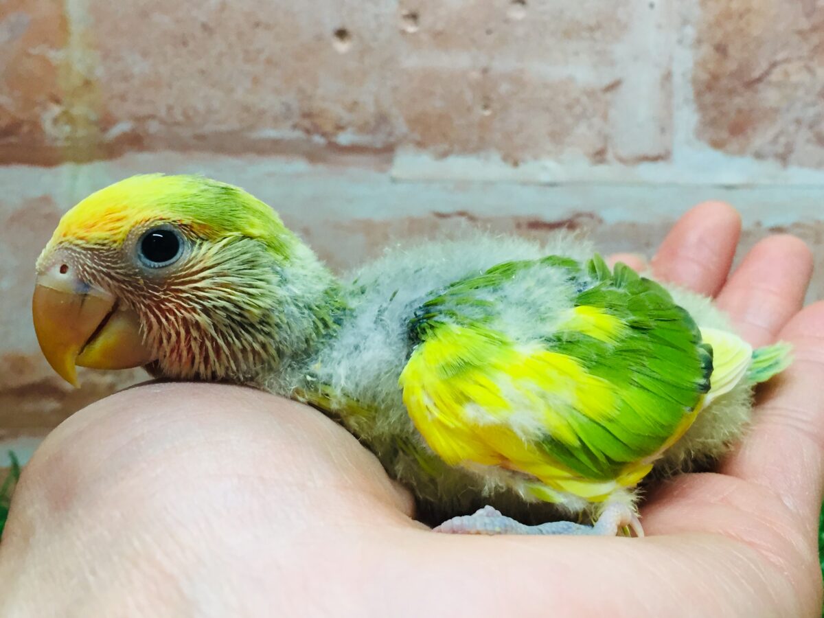 タイガーチェリーカラーのコザクラインコさんがやってきましたよ~(∩´∀`)∩💚💛💚💛 コザクラインコ(小桜インコ)