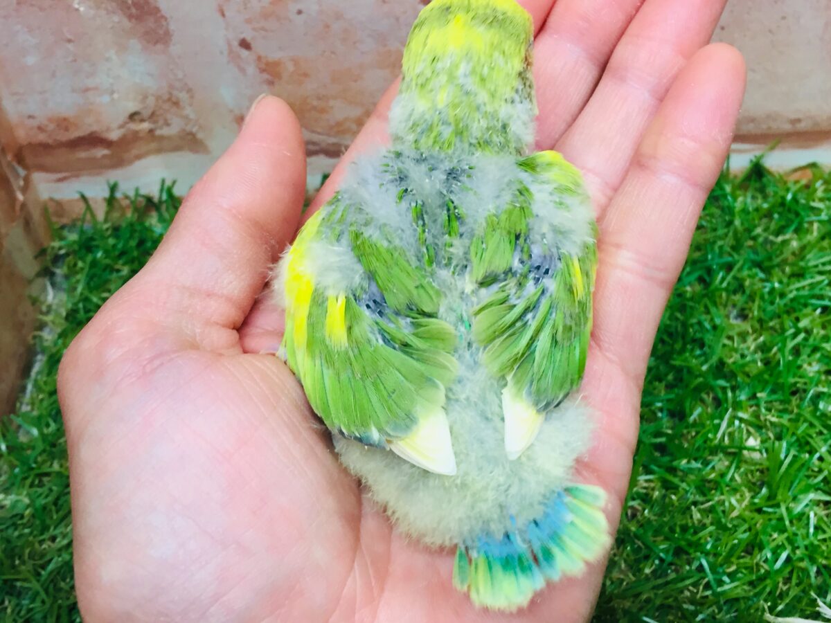 タイガーチェリーカラーのコザクラインコさんがやってきましたよ~(∩´∀`)∩💚💛💚💛 コザクラインコ(小桜インコ)
