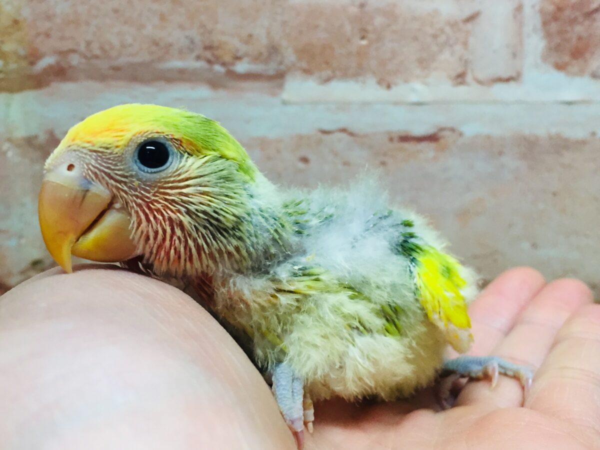 タイガーチェリーカラーのコザクラインコさんがやってきましたよ~(∩´∀`)∩💚💛💚💛 コザクラインコ(小桜インコ)