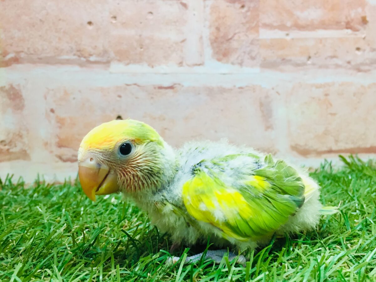 タイガーチェリーカラーのコザクラインコさんがやってきましたよ~(∩´∀`)∩💚💛💚💛 コザクラインコ(小桜インコ)