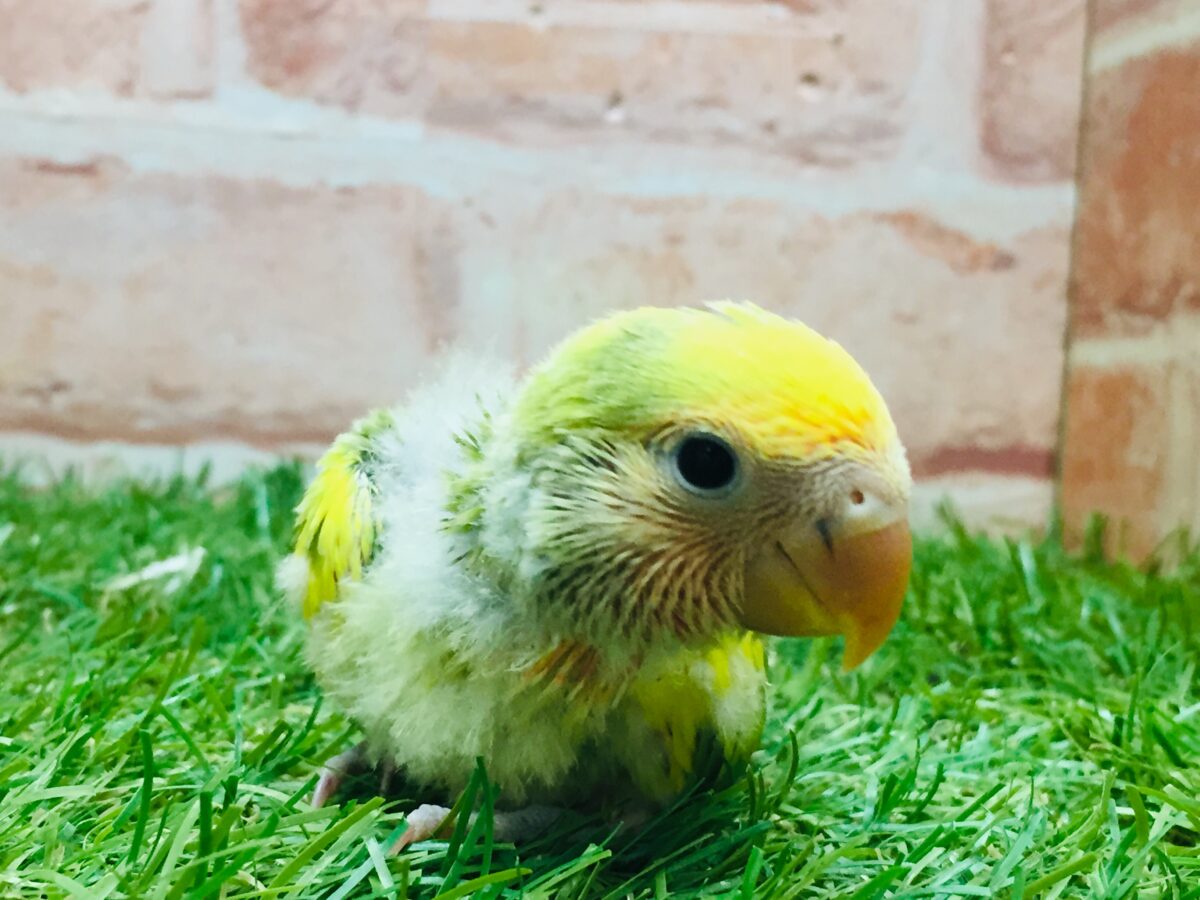 タイガーチェリーカラーのコザクラインコさんがやってきましたよ~(∩´∀`)∩💚💛💚💛 コザクラインコ(小桜インコ)