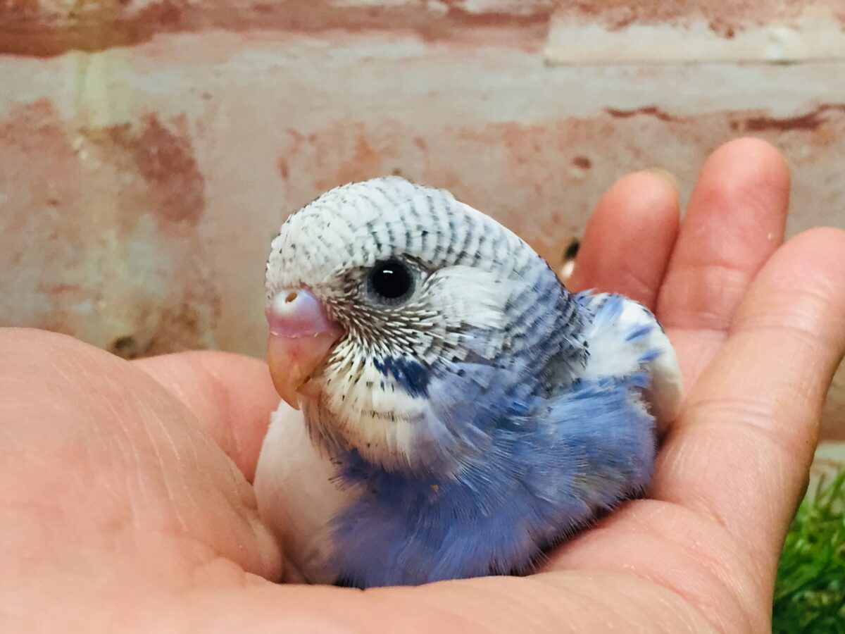 大人気カラー!!!💙💙💙 セキセイインコ(パイド) セキセイインコ