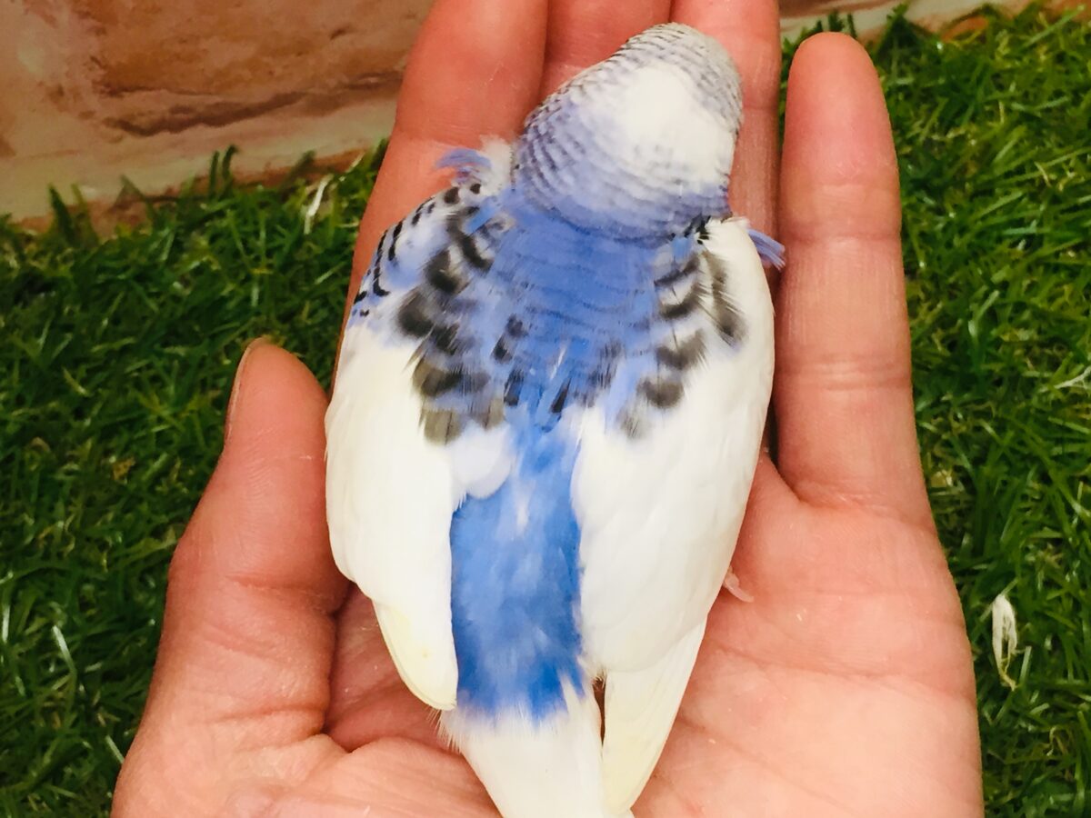 大人気カラー!!!💙💙💙 セキセイインコ(パイド) セキセイインコ