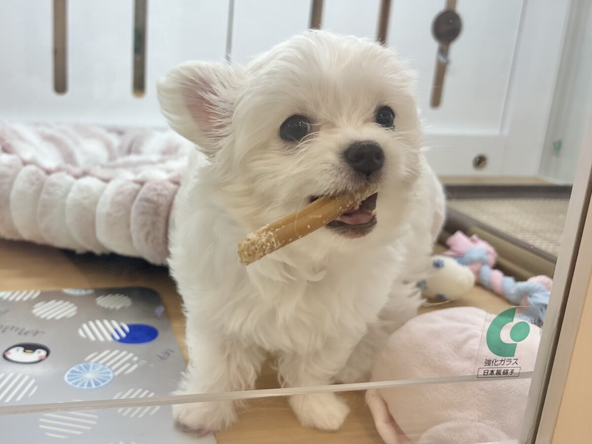 チワマル（マルチワ）