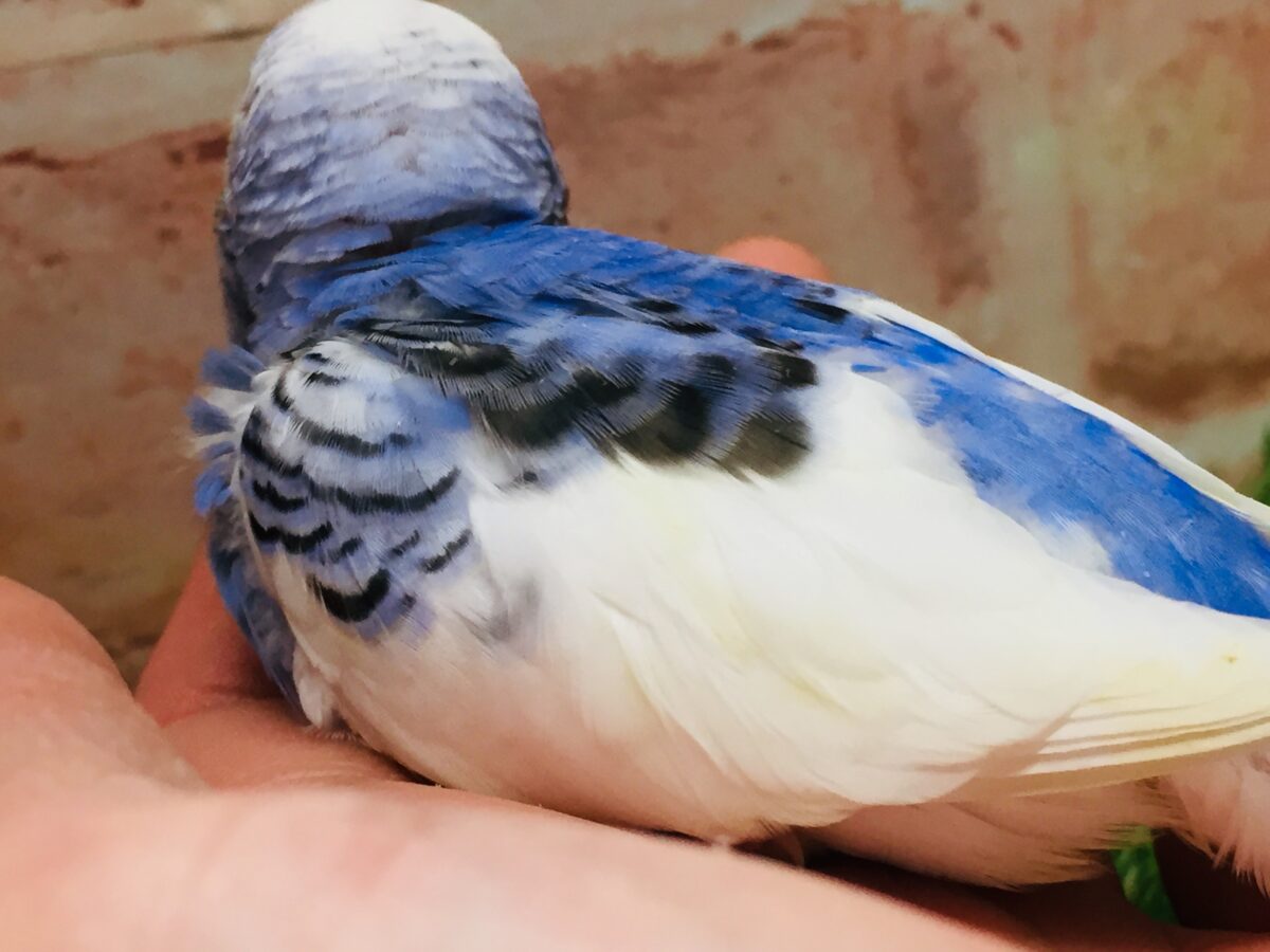 大人気カラー!!!💙💙💙 セキセイインコ(パイド) セキセイインコ